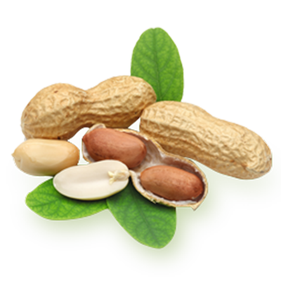 花生系列 花生系列