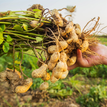 松露與黑金剛花生的地底奇蹟：探索台灣農業的隱秘珍寶